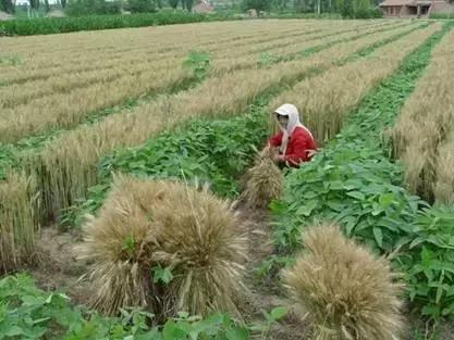 30种常见作物间作套种方法(间作套种的植物)