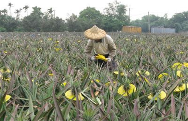 菠萝采收期注意些什么(菠萝采收注意事项和禁忌)