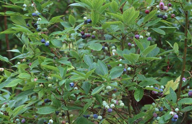 蓝莓种植需要什么条件(种植蓝莓需要什么条件)