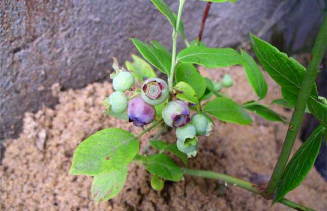 蓝莓种植需要什么条件(种植蓝莓需要什么条件)