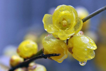 腊梅花怎么种植(澳洲腊梅花哪里有种植)