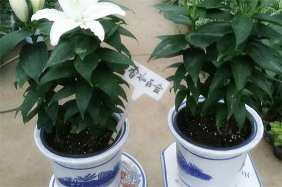 香水百合1年开几次花(垂丝茉莉一年开几次花)