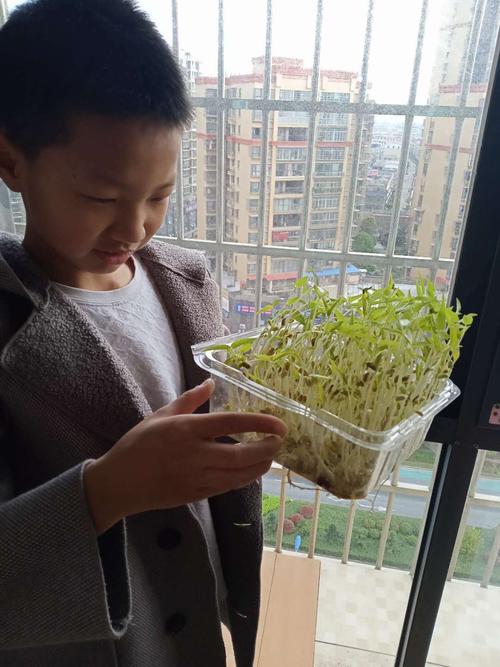 绿豆芽种植技术