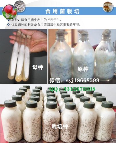 羊肚菌原种最佳培养基配方