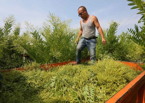 双季槐米种植及亩效益