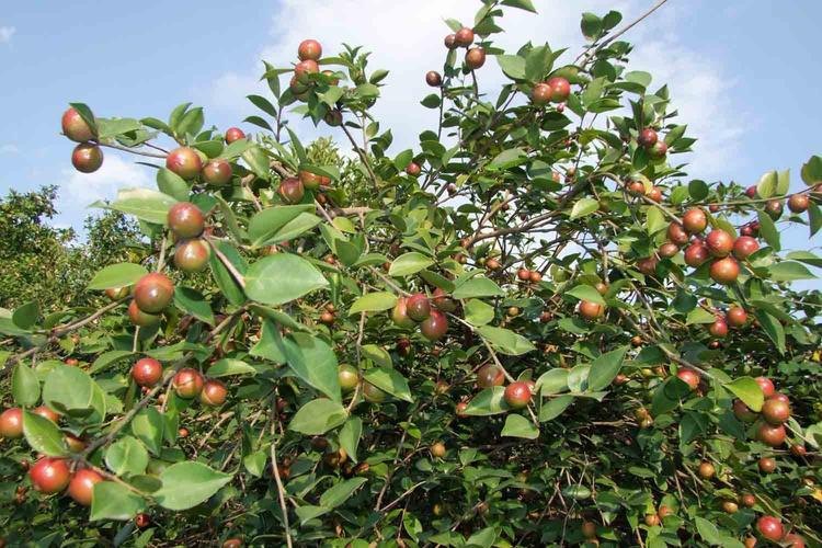 高山油茶种植技术