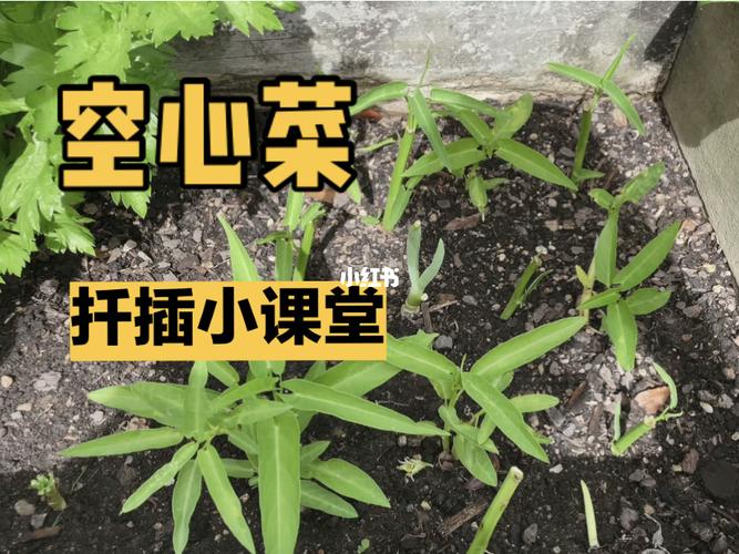 空心菜插枝种植方法