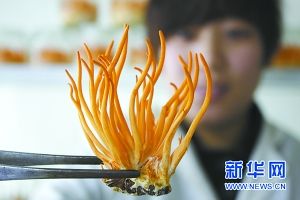 蚕虫草怎么样栽培