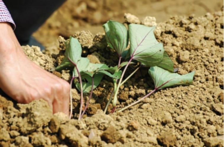 日本红薯种植技术