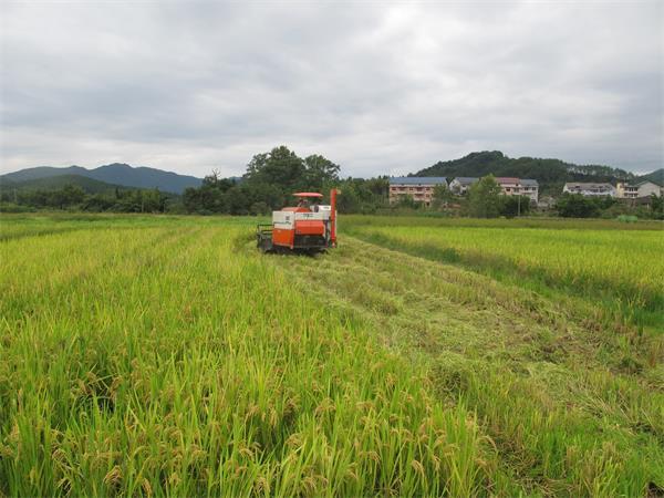 再生稻种植技术