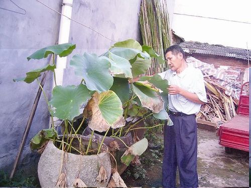 盆栽莲藕的种植方法