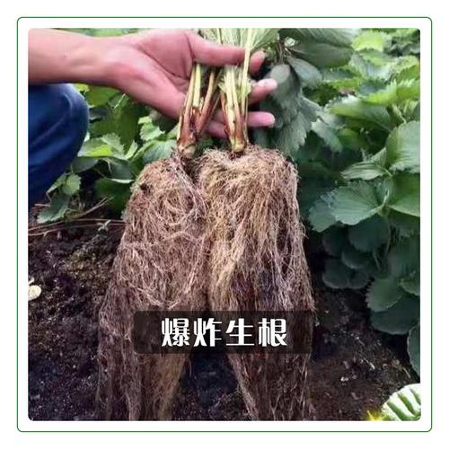 促进蔬菜生根用什么