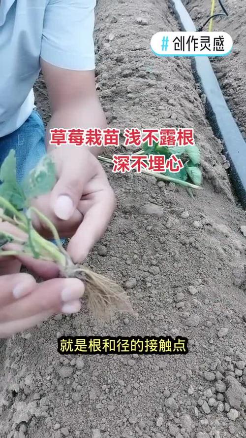 种植技术 导语