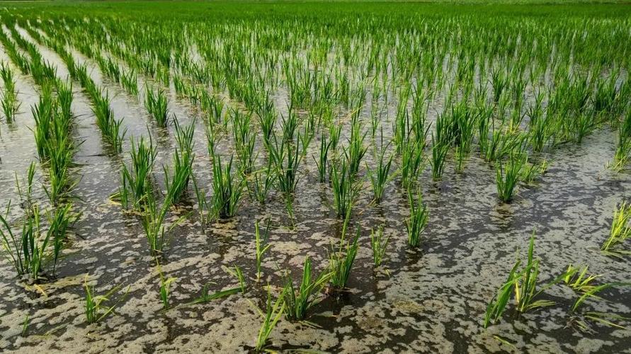 盐碱地改良水稻种植技术