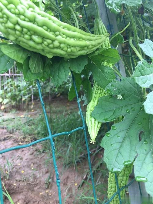 苦瓜搭架种植技术视频