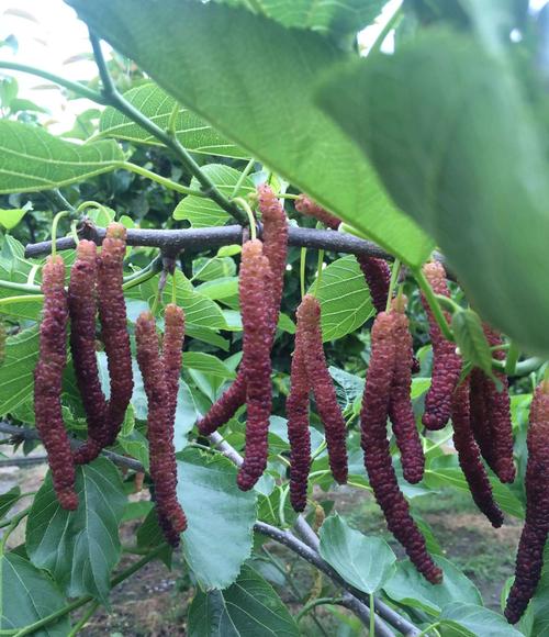 种植长果桑有什么先进技术(果桑种植技术与管理)