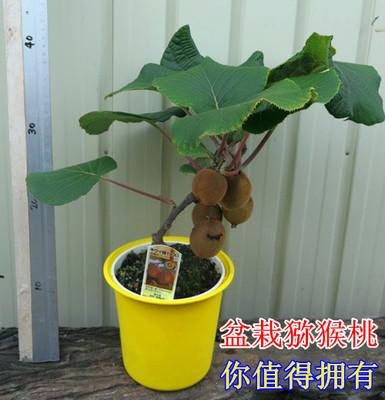 蜜猴桃盆栽种植技术