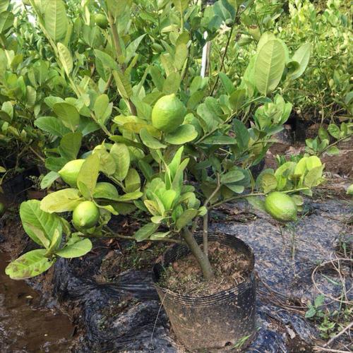 香水柠檬的种植方法和管理(广东香水柠檬高产种植技术)