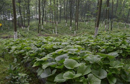 山野u菜种植技术(山野菜长什么样)