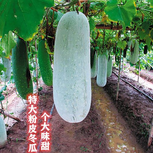 台湾迷你冬瓜种植技术(台湾冬瓜品种)