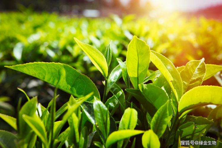 有机茶叶种植技术(有机茶叶种植技术要点)