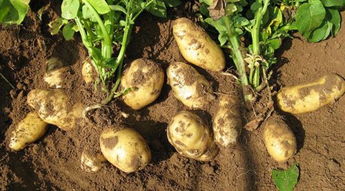 马铃薯怎么种植技术