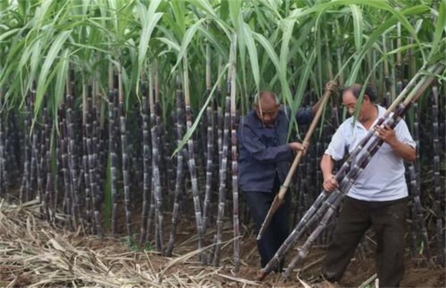 甘蔗采收注意些什么(采摘甘蔗注意事项)