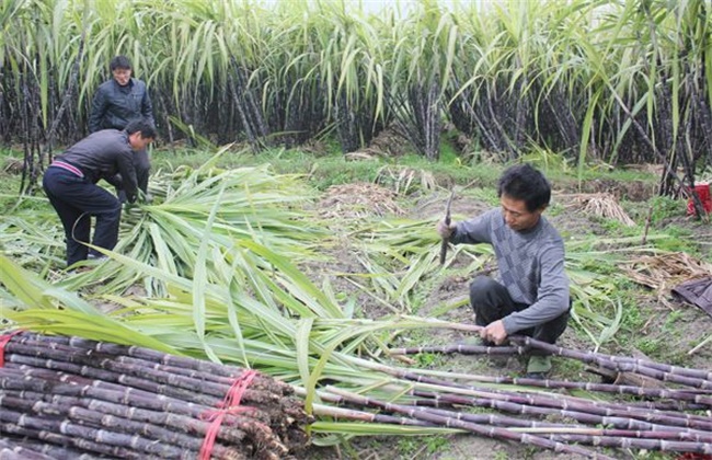 甘蔗采收注意些什么(采摘甘蔗注意事项)