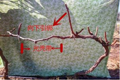 葡萄修剪技术(图解)(葡萄修剪技术方法视频)