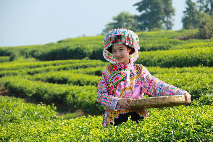 茶叶的采摘技术(茶叶采摘技术难题)