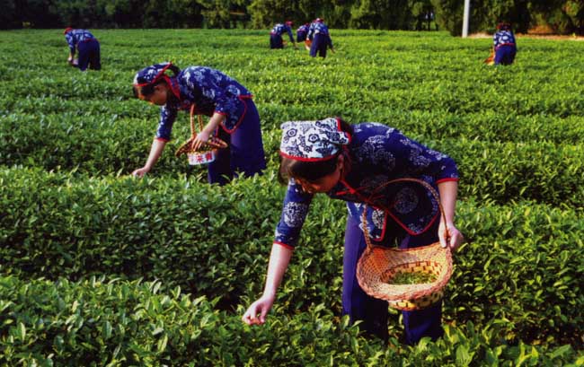 茶叶的采摘技术(茶叶采摘技术难题)