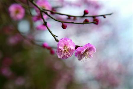 梅花的寓意和象征(郁金香的寓意和象征)