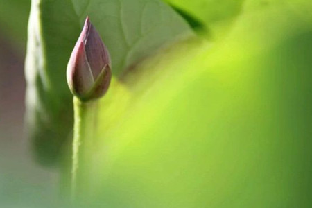 水莲花怎么养(睡连花怎么养)