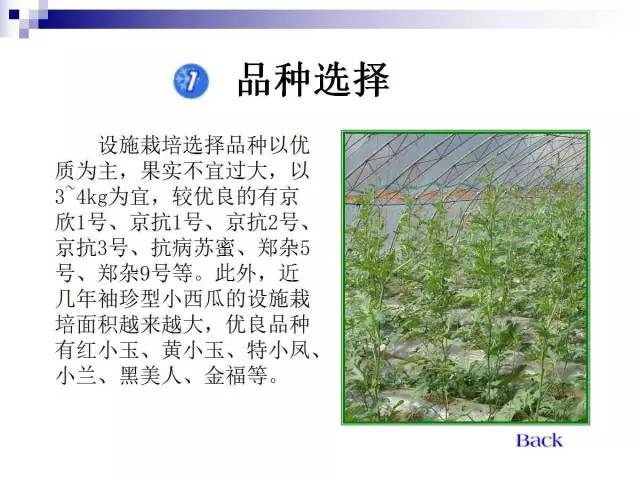 34个课件讲述种植西瓜(种植西瓜技术指导)