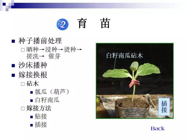 34个课件讲述种植西瓜(种植西瓜技术指导)