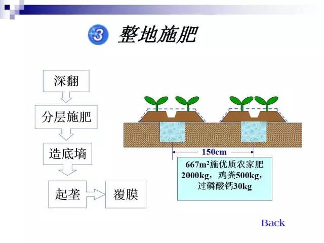 34个课件讲述种植西瓜(种植西瓜技术指导)