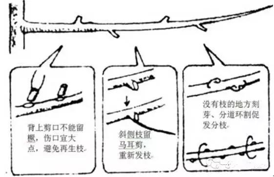 果树修剪技术详解六大板块(果树如何修剪树枝)