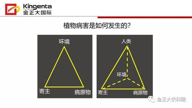 作物病虫害诊断及农药应用基础(农作物病虫害区域应急防治检测中心)