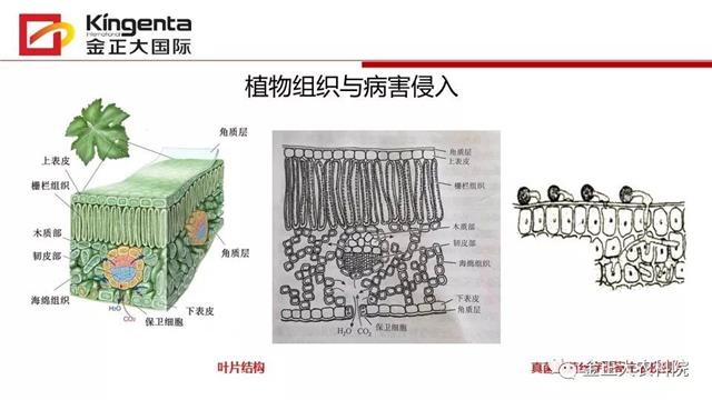 作物病虫害诊断及农药应用基础(农作物病虫害区域应急防治检测中心)