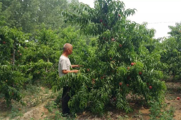 桃树修剪技术(桃树修剪技术要点)