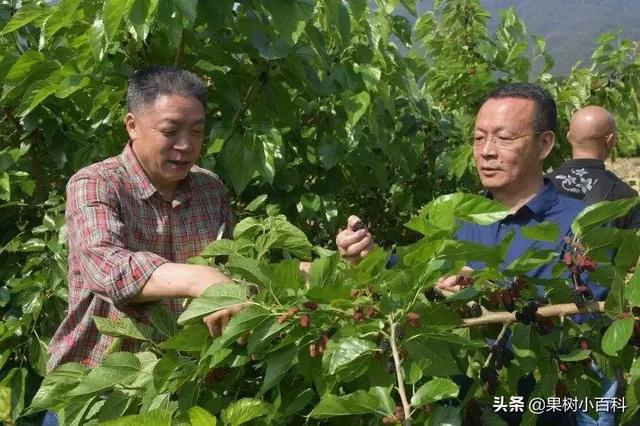 果桑的栽培与管理(台湾长果桑栽培技术)