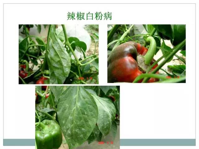 辣椒病虫害高清图谱 解决方案(小米辣椒的种植及病虫害预防)