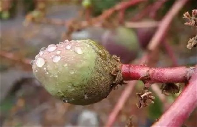 芒果畸形果解决办法(芒果畸形病的治疗方法)