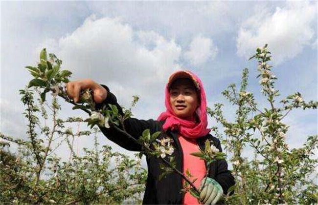 李子的疏花疏果办法(李子疏果用什么药剂好?)