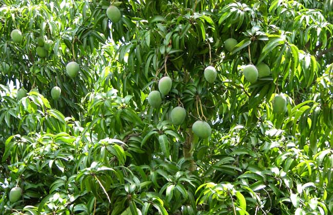 芒果盆栽种植办法(芒果盆栽栽培方法)