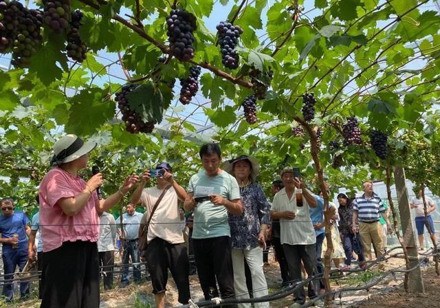 早夏无核葡萄什么架型好(夏黑与早夏无核葡萄哪个好)