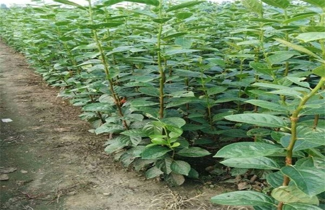 柿子树的种植技术(柿子树的种植方法)