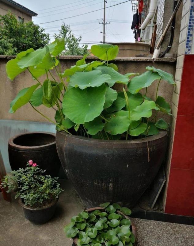 院子水缸种植莲藕技术