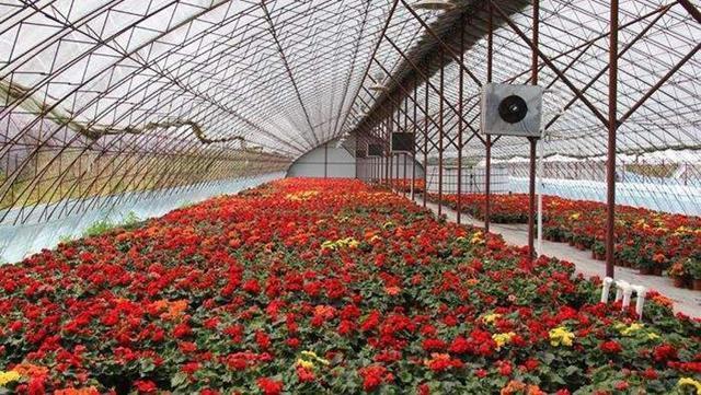 温室花卉的栽培管理要点(山东温室无土栽培花卉)