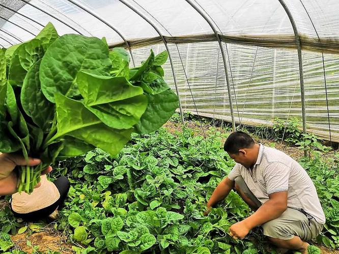 农民蔬菜种植技术培训资料